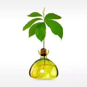 AVOCADO VASE by ILEX STUDIO